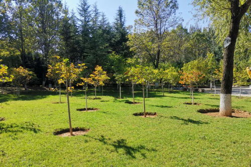 園林綠化工程招投標中信用評價的重要性及其應用