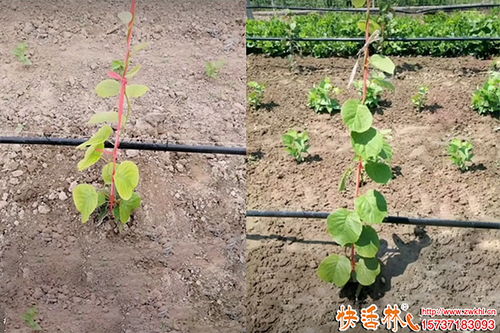 果樹生根劑的選擇與應用策略 園林綠化工程的實用指南