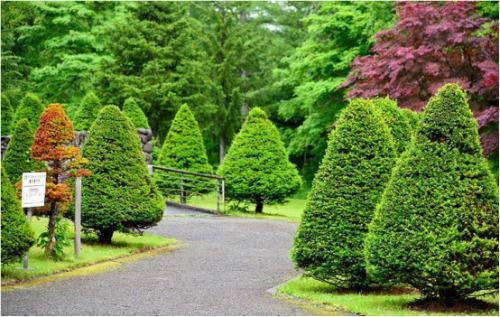 環(huán)境守衛(wèi)者 綠植專(zhuān)業(yè)戶——樂(lè)山市辜氏花木專(zhuān)業(yè)合作社的園林綠化工程